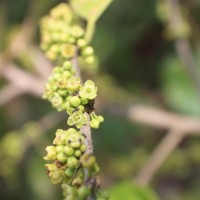 Casearia zeylanica (Gaertn.) Thwaites